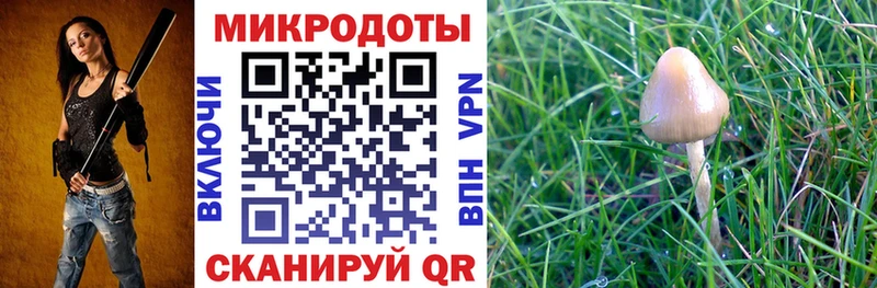 Псилоцибиновые грибы Psilocybe  Алексеевка 